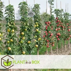 Frugttræblanding - Sæt med 4 - Malus, Pryus, Prunus - Højde 60-70cm - ⌀9cm