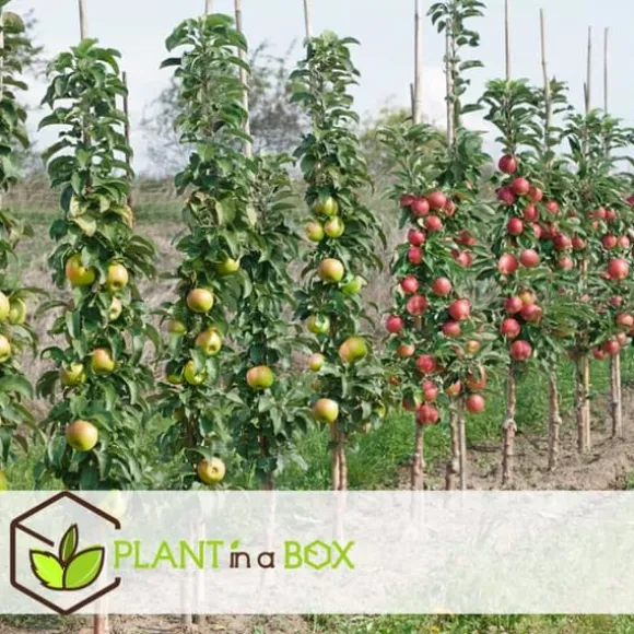 Frugttræblanding - Sæt med 4 - Malus, Pryus, Prunus - Højde 60-70cm - ⌀9cm