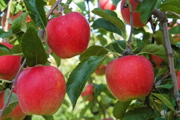 Frugttræblanding - Sæt med 4 - Malus, Pryus, Prunus - Højde 60-70cm - ⌀9cm