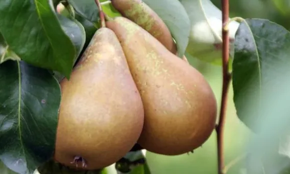 Frugttræblanding - Sæt med 4 - Malus, Pryus, Prunus - Højde 60-70cm - ⌀9cm