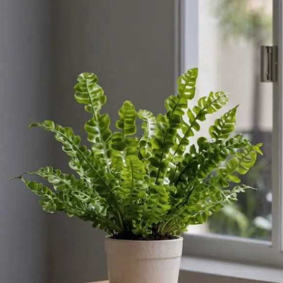 Fugleredebregne - Asplenium nidus 'Crispy Wave' - Højde 25-40cm - ⌀12cm