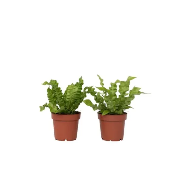 Fugleredebregne - Sæt 2 - Asplenium nidus 'Crispy Wave' - Højde 25-40cm - ⌀12cm