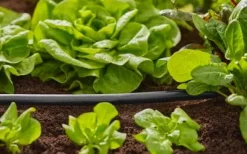 Gardena Micro Drip System Vandingsmonteringsrør 1/2