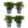 Gardenia - Sæt med 4 - Gardenia jasminoides - Højde 20-30cm - ⌀13cm