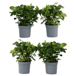 Gardenia - Sæt med 4 - Gardenia jasminoides - Højde 20-30cm - ⌀13cm