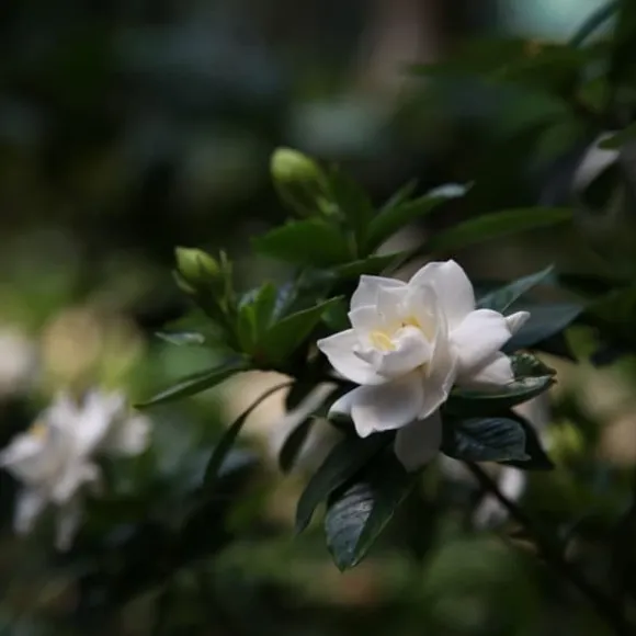Gardenia - Sæt med 4 - Gardenia jasminoides - Højde 20-30cm - ⌀13cm