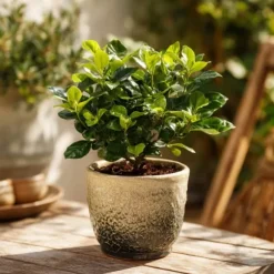 Gardenia - Sæt med 4 - Gardenia jasminoides - Højde 20-30cm - ⌀13cm