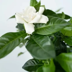 Gardenia - Sæt med 4 - Gardenia jasminoides - Højde 20-30cm - ⌀13cm