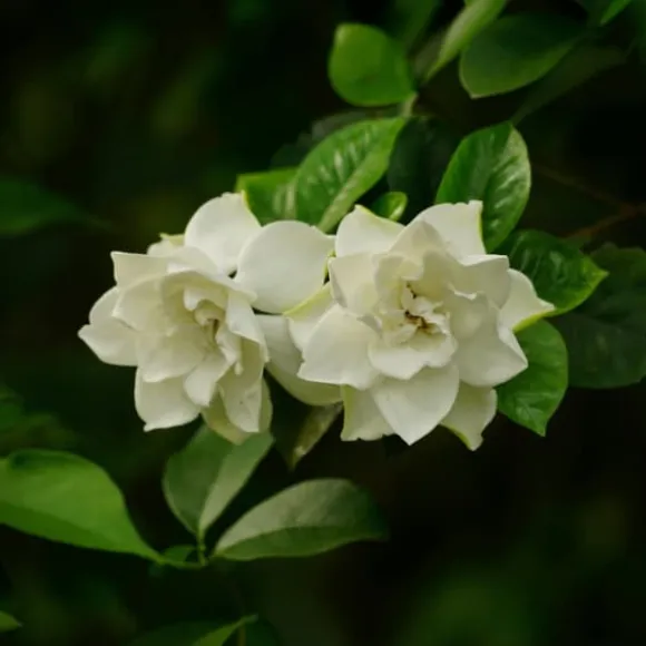 Gardenia - Sæt med 4 - Gardenia jasminoides - Højde 20-30cm - ⌀13cm