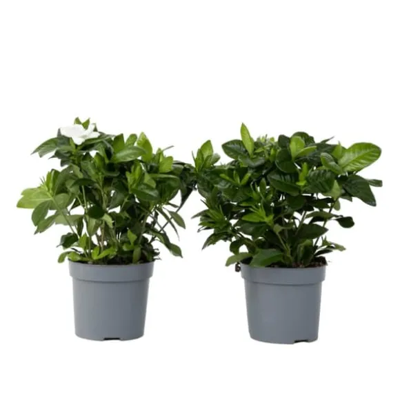 Gardenia - Sæt med 2 - Gardenia jasminoides - Højde 20-30cm - ⌀13cm