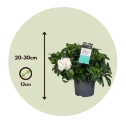 Gardenia - Sæt med 2 - Gardenia jasminoides - Højde 20-30cm - ⌀13cm