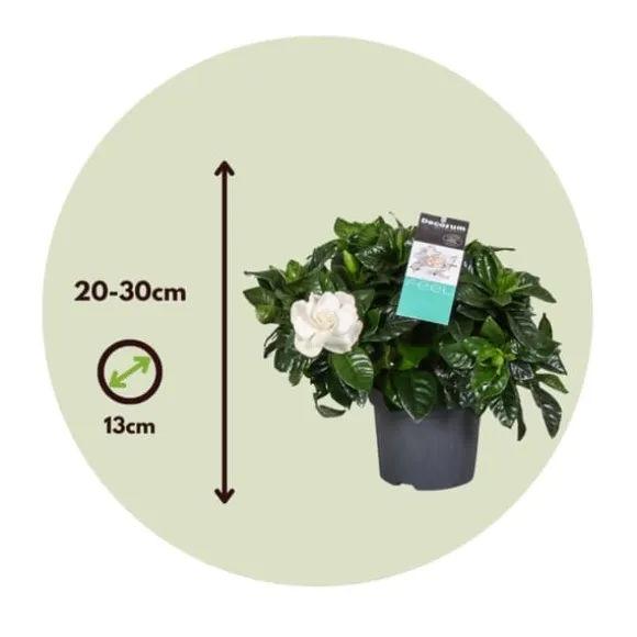 Gardenia - Sæt med 2 - Gardenia jasminoides - Højde 20-30cm - ⌀13cm