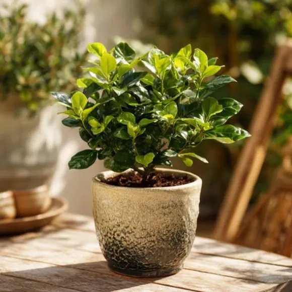 Gardenia - Sæt med 2 - Gardenia jasminoides - Højde 20-30cm - ⌀13cm