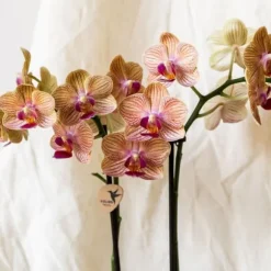 Gavesæt orkidé 'Cocktail S' - Phalaenopsis - Højde 30cm