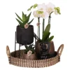Gavesæt orkidé 'Copper XL' - Phalaenopsis - Højde 35cm