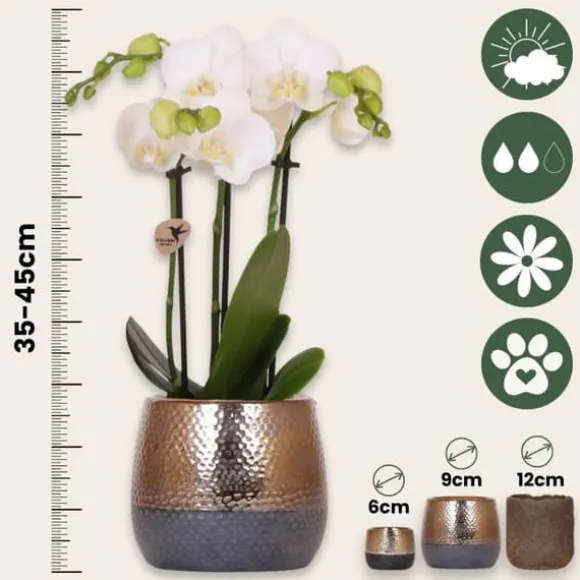 Gavesæt orkidé 'Copper XL' - Phalaenopsis - Højde 35cm