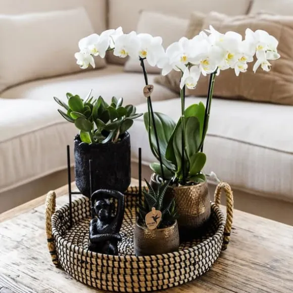 Gavesæt orkidé 'Copper XL' - Phalaenopsis - Højde 35cm