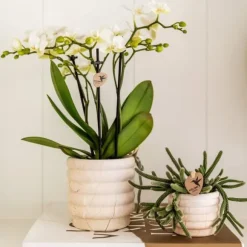 Gavesæt orkidé 'Marble S' - Phalaenopsis - Højde 30cm