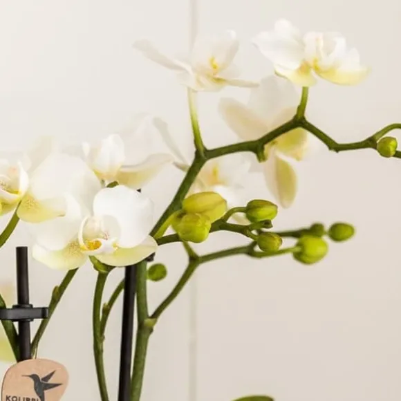 Gavesæt orkidé 'Marble S' - Phalaenopsis - Højde 30cm