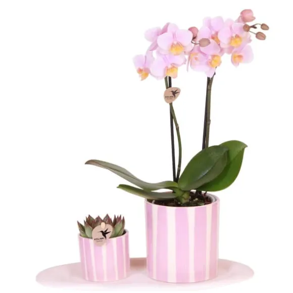 Gavesæt orkidé 'Pink S' - Phalaenopsis - Højde 30cm