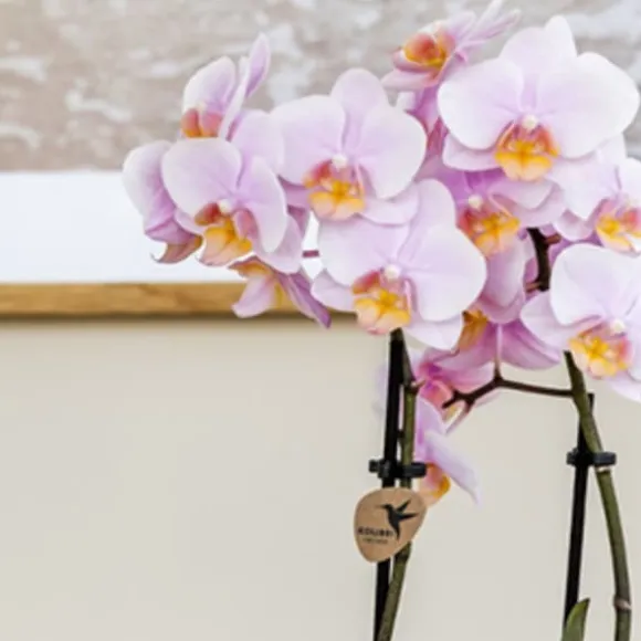 Gavesæt orkidé 'Pink S' - Phalaenopsis - Højde 30cm