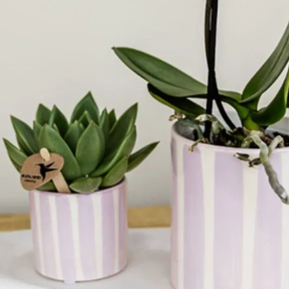 Gavesæt orkidé 'Pink S' - Phalaenopsis - Højde 30cm