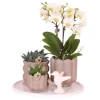 Gavesæt orkidé 'White Tray XL' - Phalaenopsis - Højde 35cm