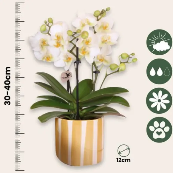 Gavesæt orkidé 'Yellow XL' - Phalaenopsis - Højde 35cm