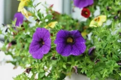 GØDNING TIL ALBANPLANTER 0,75L AGRECOL
