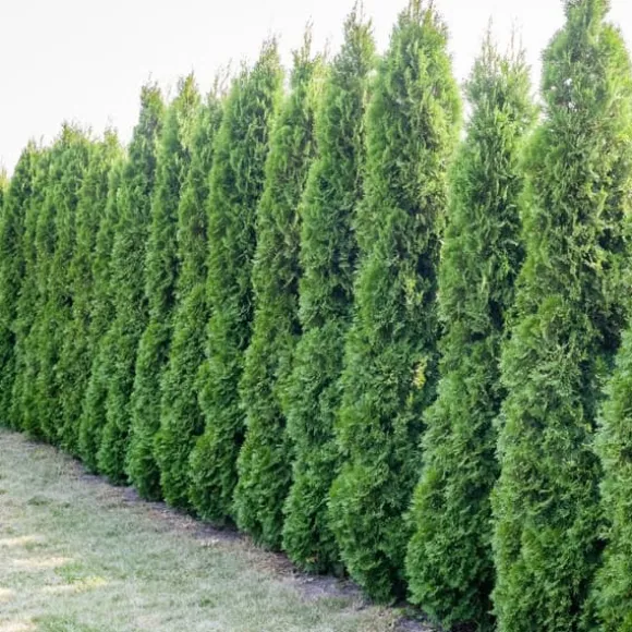 Gødning til nåletræer Thuja Granulat Have Start 10kg