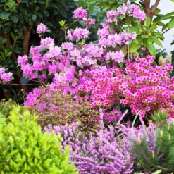 Gødning til Rhododendron og Azalea Have Start 2 kg