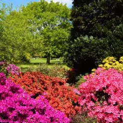 Gødning til Rhododendron og Azalea Have Start 2 kg