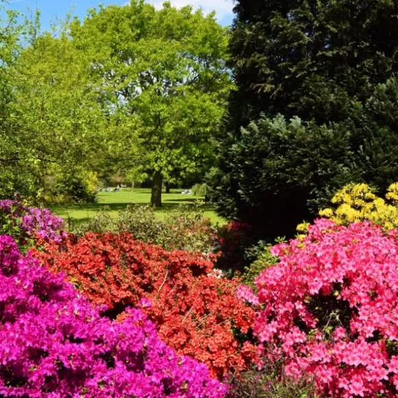 Gødning til Rhododendron og Azalea Have Start 2 kg