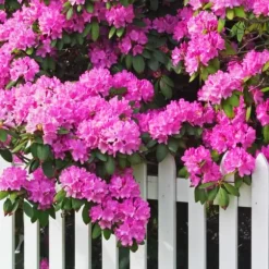 Gødning til Rhododendron og Azalea Have Start 2 kg