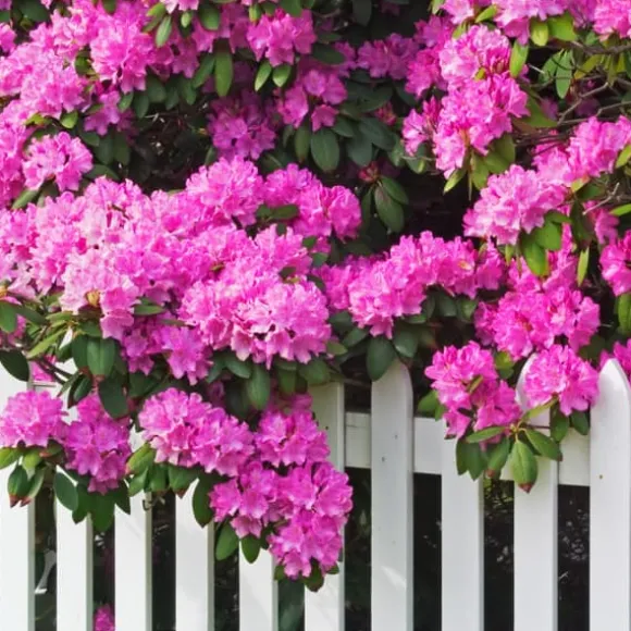 Gødning til Rhododendron og Azalea Have Start 2 kg