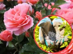 Gødning til Rose Blomster Granulat Have Start 2kg