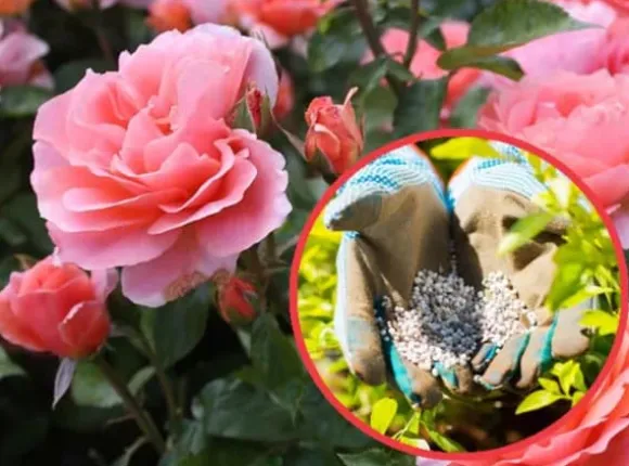 Gødning til Rose Blomster Granulat Have Start 2kg
