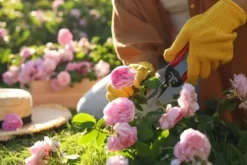 Gødning til Rose Blomster Granulat Have Start 2kg