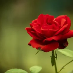 Gødning til Rose Blomster Granulat Have Start 1kg