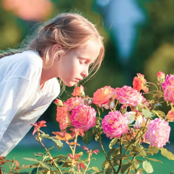 Gødning til Rose Blomster Granulat Have Start 1kg