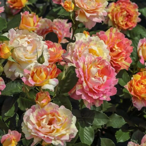 Gødning til Rose Blomster Granulat Have Start 1kg