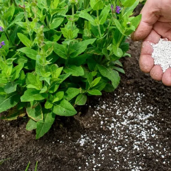 Gødning til Syre-elskende Blåbær Have Start 10kg