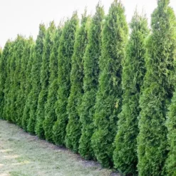Gødning til Thujas, Arborvitaes, Nåletræer, Have Start 10 kg