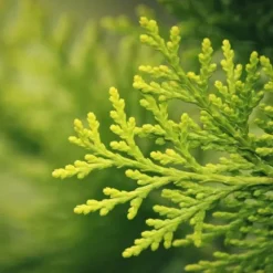 Gødning til Thujas, Arborvitaes, Nåletræer, Have Start 10 kg