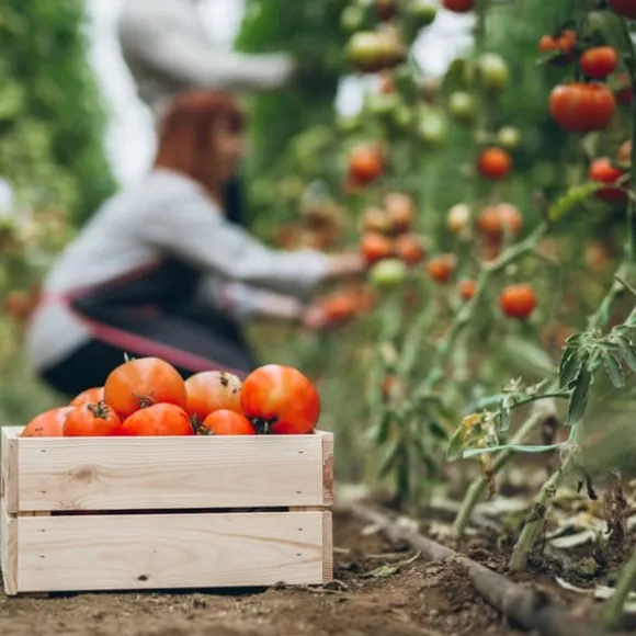 Gødning til tomater og peberfrugter Havestart 2kg