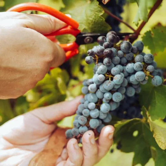 Gødning til vinstokke Have Start 2kg