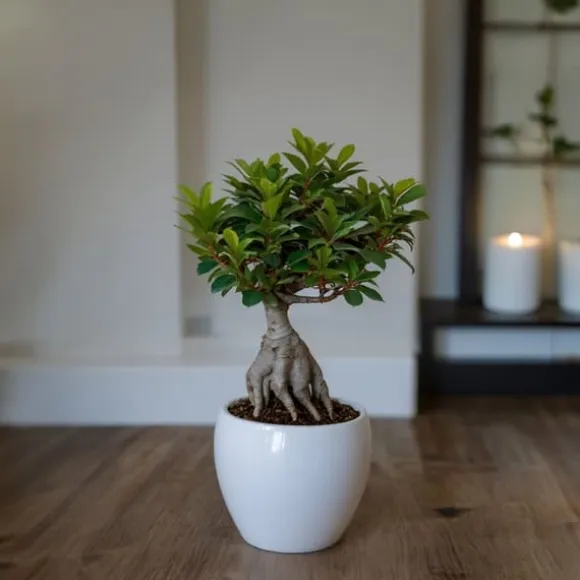 Ginsengfigen - Ficus microcarpa - Højde 30-40cm - ⌀12cm