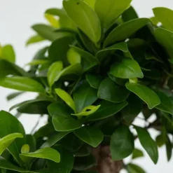 Ginsengfigen - Ficus microcarpa - Højde 30-40cm - ⌀12cm