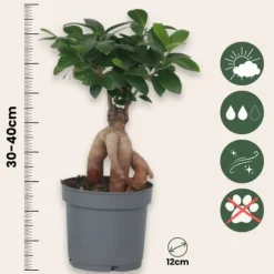 Ginsengfigen - Sæt med 4 - Ficus microcarpa - Højde 30-40cm - ⌀12cm
