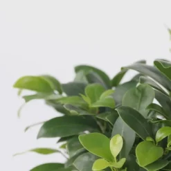 Ginsengfigen - Sæt med 4 - Ficus microcarpa - Højde 30-40cm - ⌀12cm